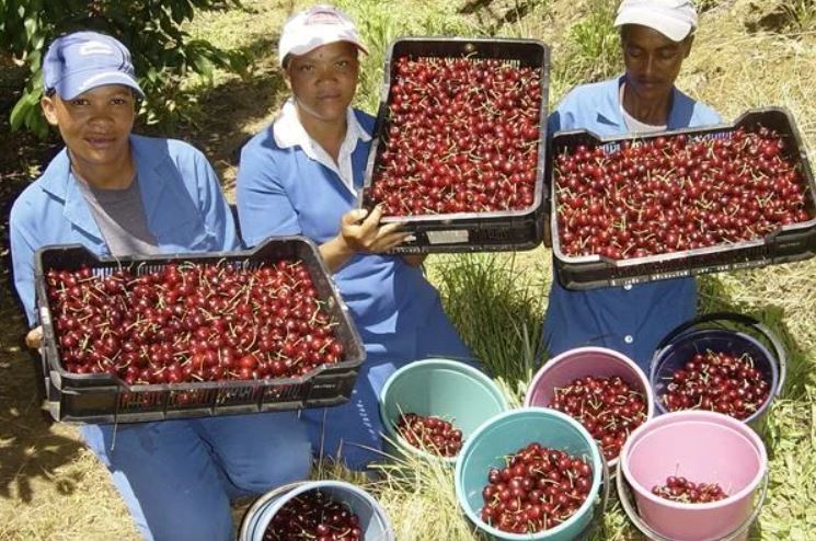 South Africa welcomes market access for cherry exports to China