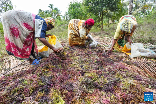 Tanzania's Zanzibar seaweed farmers pin hopes on China's import expo