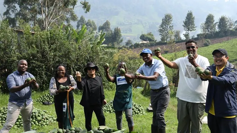 China's zero-tariff policy boosts Kenya's avocado value chain