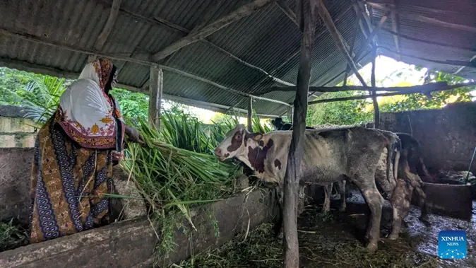 Chinese Juncao technology transforms dairy farming in Tanzania's Zanzibar