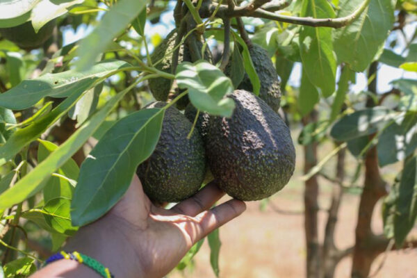 Hope, friendship, and beyond — Tanzanian “green gold” to debut at China’s import expo