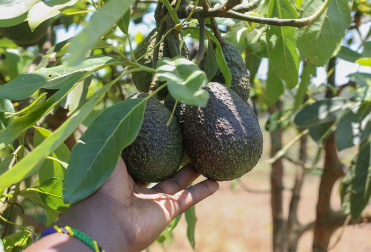 Hope, friendship, and beyond — Tanzanian “green gold” to debut at China’s import expo